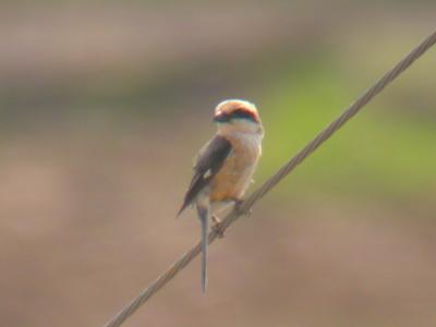 Bull-headed Shrike