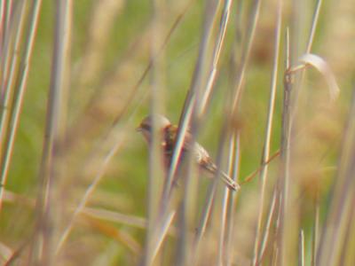 Chinese Penduline-Tit