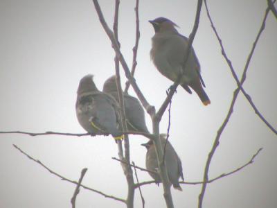 Bohemian Waxwings