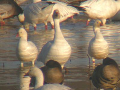 Ross's & Snow Geese