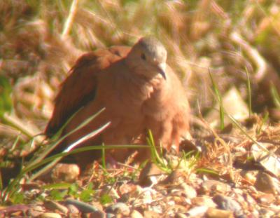 Ruddy Ground-Dove