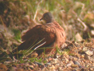 Ruddy Ground-Dove