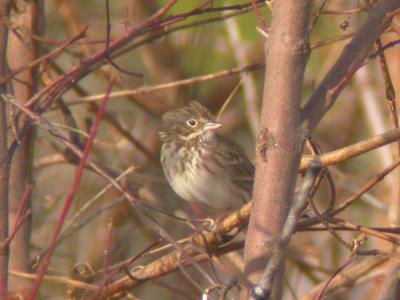 Vesper Sparrow