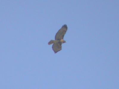 western Red-tailed Hawk