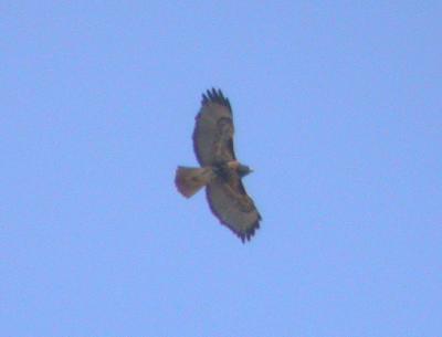 western Red-tailed Hawk