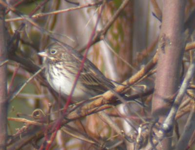 Vesper Sparrow