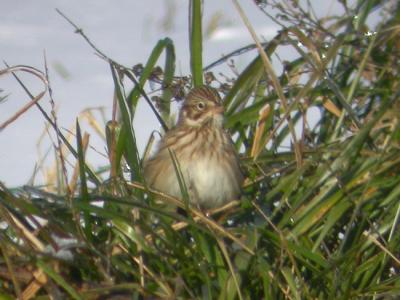 Vesper Sparrow