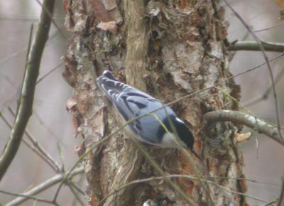 White-breasted Nuthatch