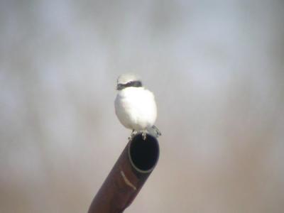 Loggerhead Shrike