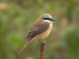 Brown Shrike