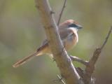 Brown Shrike