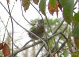 Lincolns Sparrow