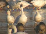 Rosss & Snow Geese