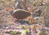 Ruddy Ground-Dove