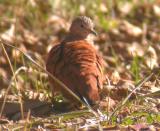 Ruddy Ground-Dove