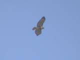 western Red-tailed Hawk