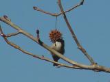 Carolina Chickadee