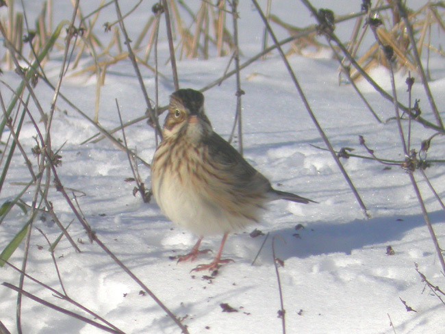 Vesper Sparrow