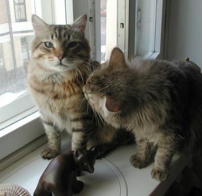 Siberian cats Cedi and Gordi in May 2002