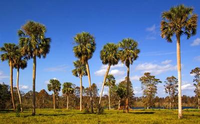 Lake Hancock Palms1