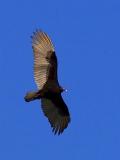 Turkey Vulture 2572