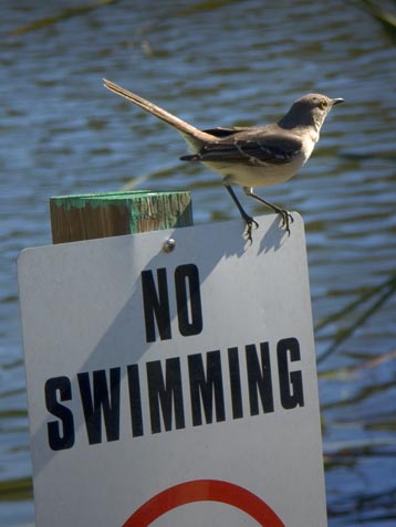Mockingbird on a Sign 7418