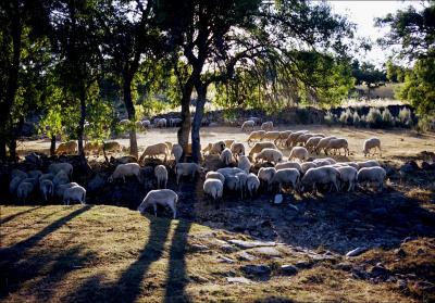 Lambs in Zamora