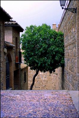 Tree in Toledo