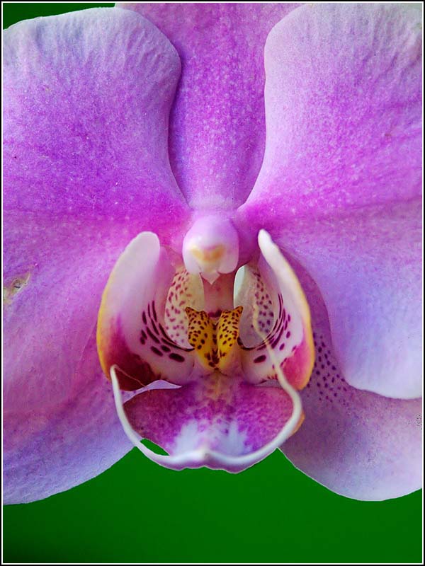 Orchids heart