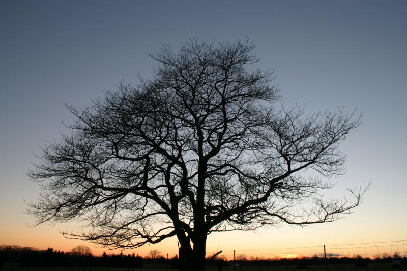 Ye old tree.jpg