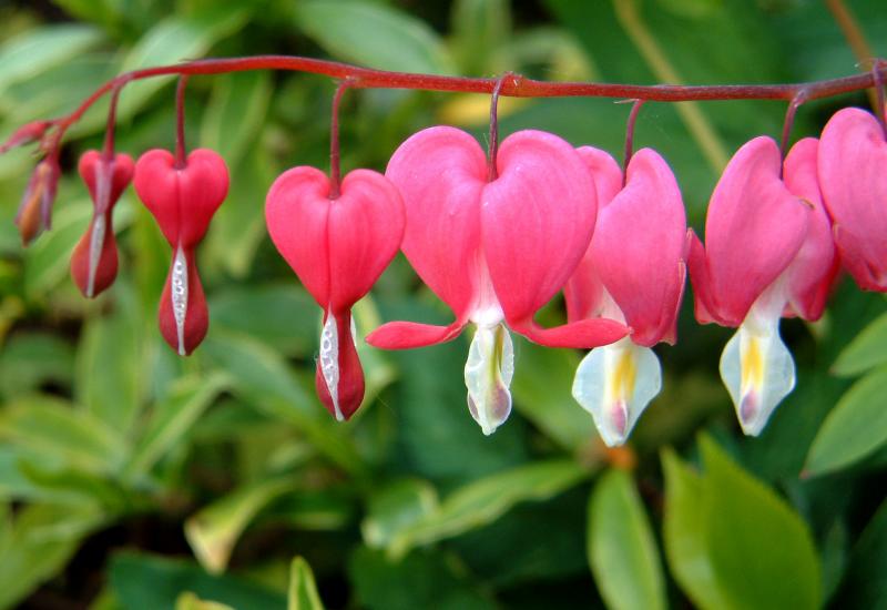 dicentra.JPG