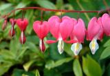 dicentra.JPG