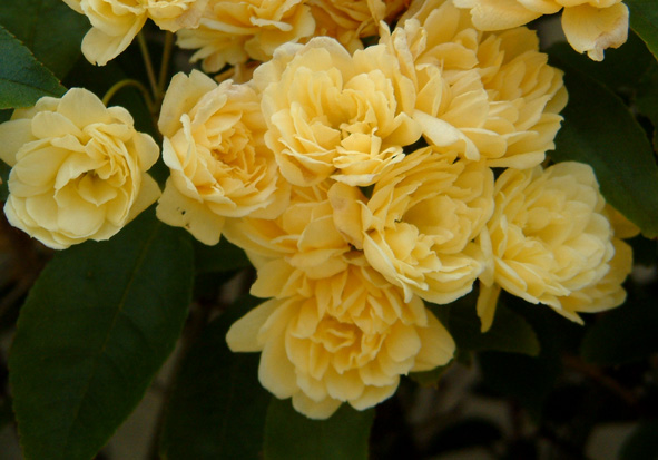 miniature rose.JPG