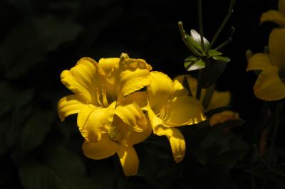DSC_2448.jpg