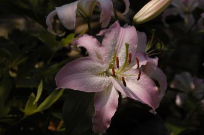 DSC_2452.jpg
