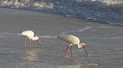 White Ibis in the surf