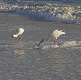 White Ibis in the surf