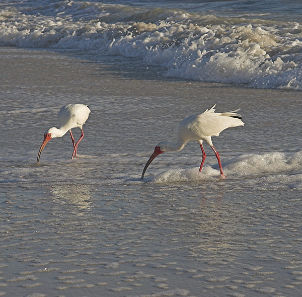 White Ibis in the surf
