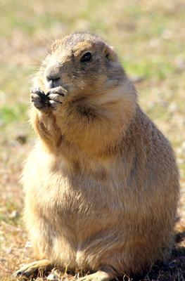 South Dakota Prairie Dog