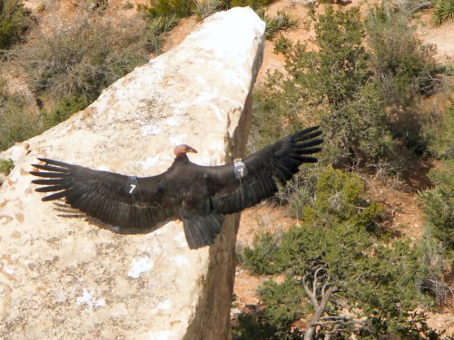 Condor