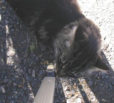 Kitty checking out my tripod...quess she could smell my kitties scent...