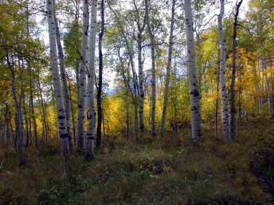 Small Aspen Grove