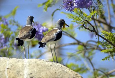 African Aviary Duo - Wild Animal Park