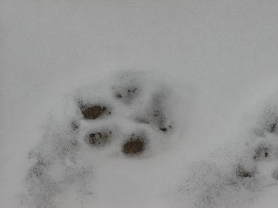 Misha footprints.JPG