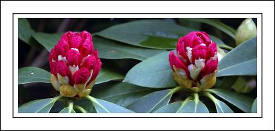 Rhododendron buds, Arlington Court, N. Devon