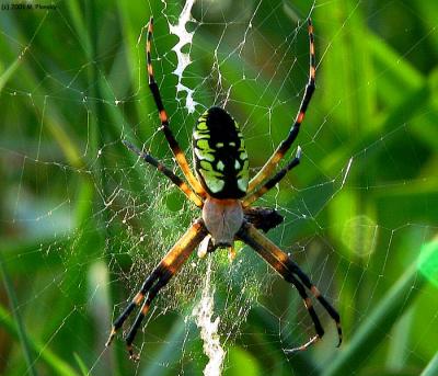 Orb Weaver