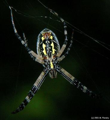 Orb Spider or Orb-Weaver