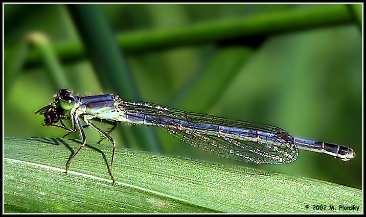 Damselfly Eating