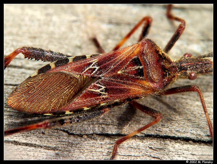 Western Conifer Seed Bug - Leptoglossus occidentalis