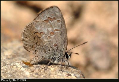ǽ Lime Blue (Chilades lajus)